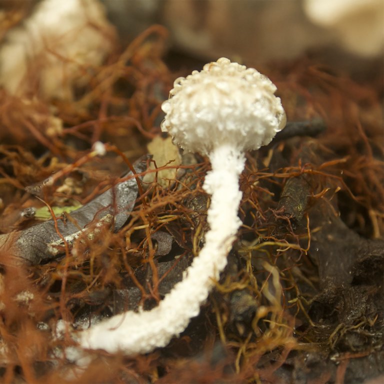 white fungus
