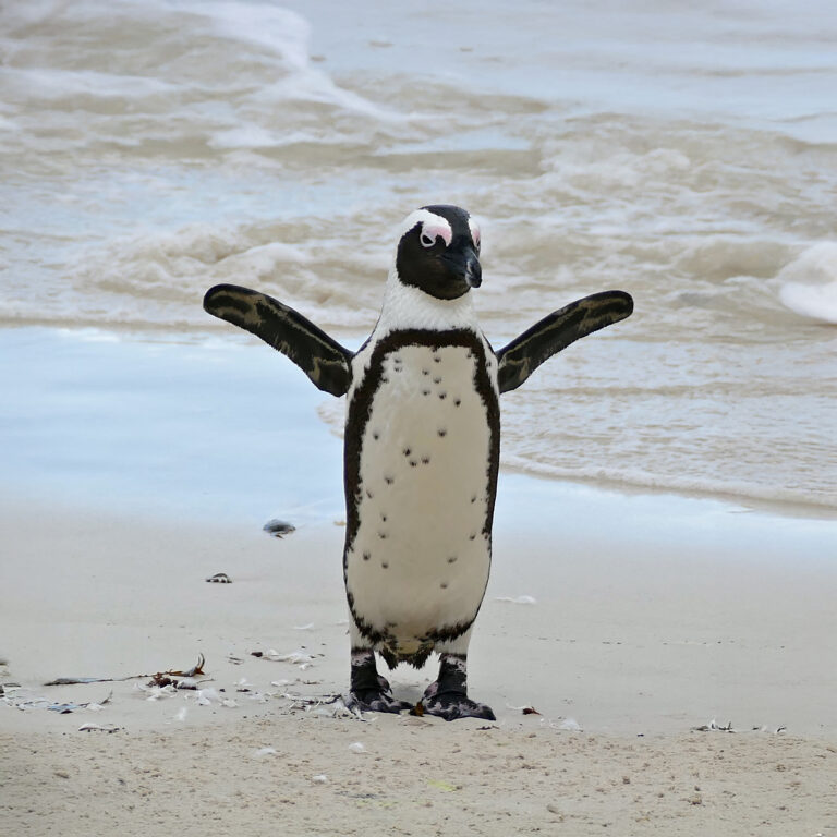 african penguin