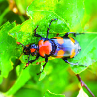 orange and black american burying beetle