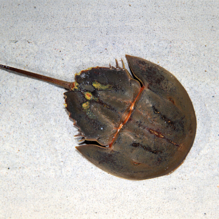 american horseshoe crab