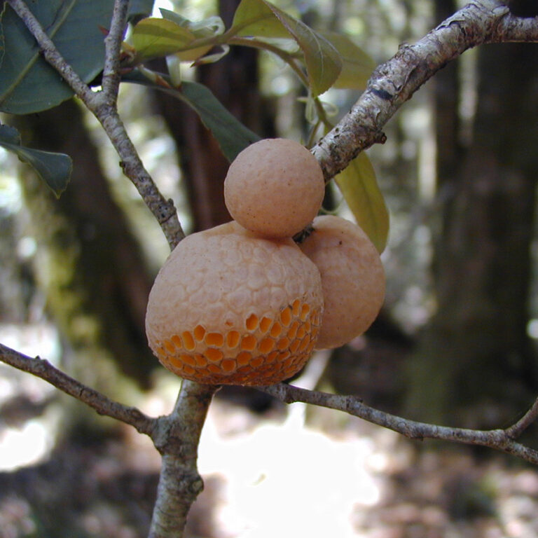 antarctic beech orange fungi