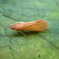 asterix caddisfly