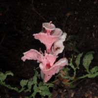 barbie pagoda pink fungi