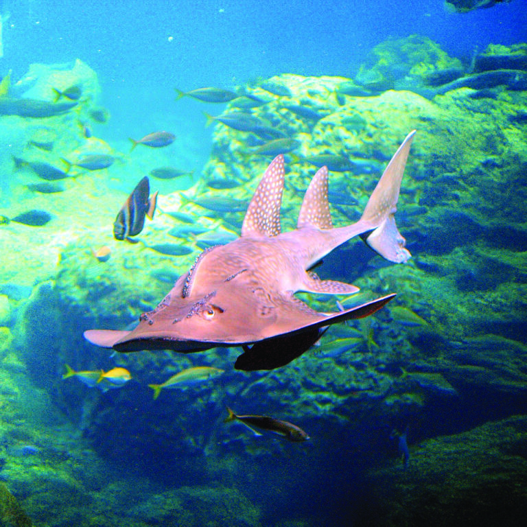 bowmouth guitarfish