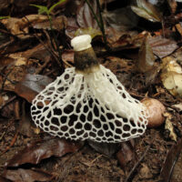 crowned stinkhorn fungi