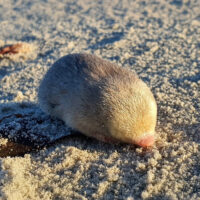 De Winton's Golen Mole