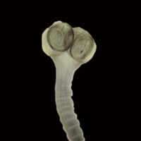 tasmanian devil's tapeworm
