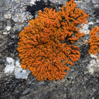 sunburst lichen orange fungi