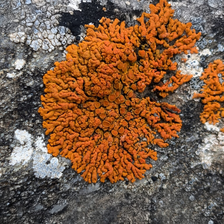 sunburst lichen orange fungi