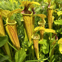 green pitcher plant