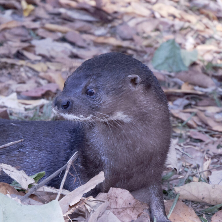 hairy-nosed otter