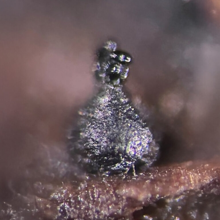 Indiana-Sooty-Spored-Freshwater-Fungus