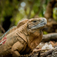 Jamaican-Rock-Iguana