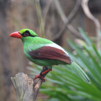 Javan-Green-Magpie bird