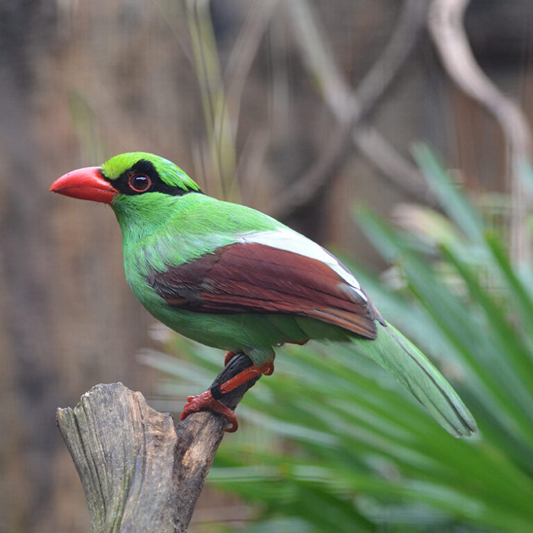Javan-Green-Magpie bird