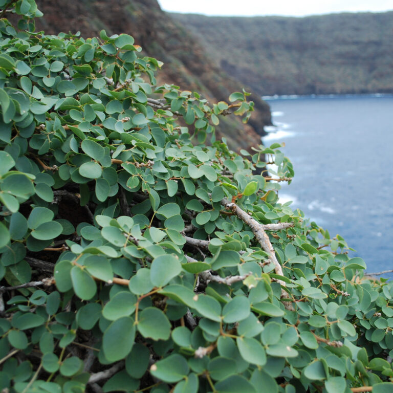 Ka-Palupulu-O-Kanaloa plant