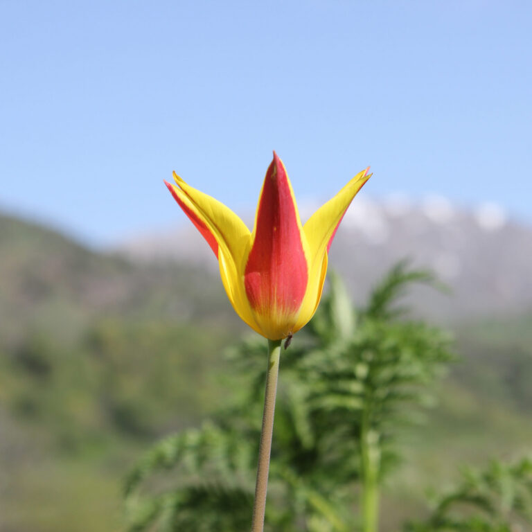 Kyrgyzstan-Wild-Tulip