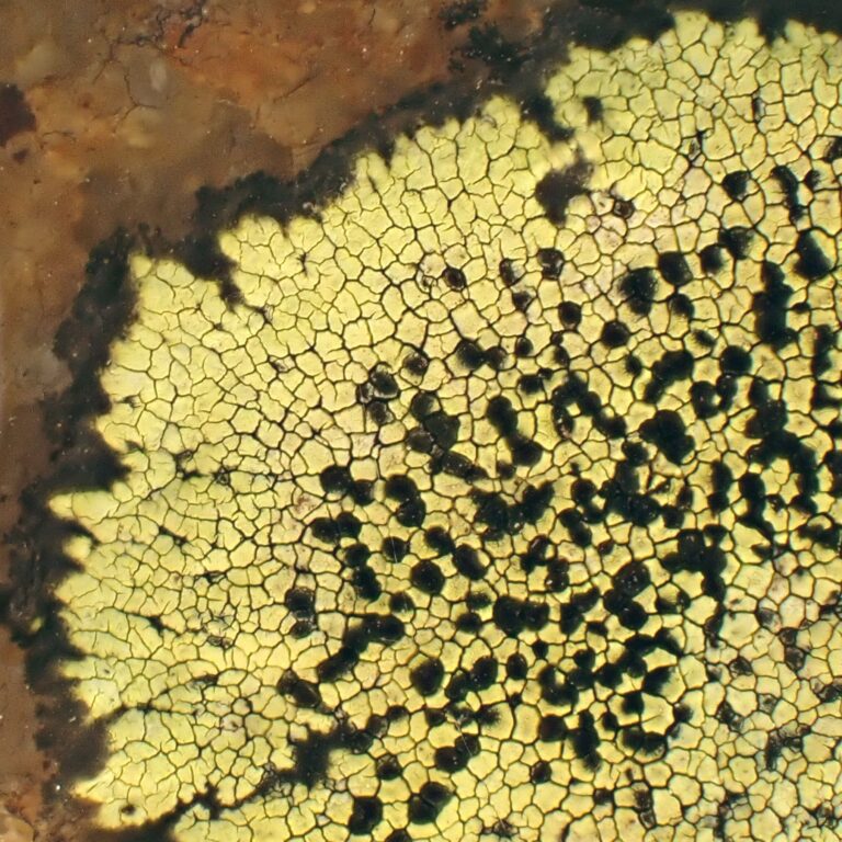 map lichen fungi