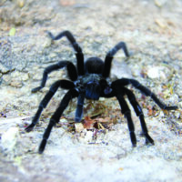 Gulbirus Ngas Tarantula