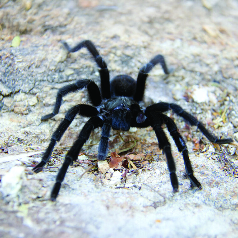 Gulbirus Ngas Tarantula
