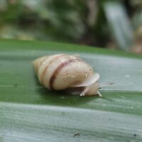 moorean viviparous tree snail