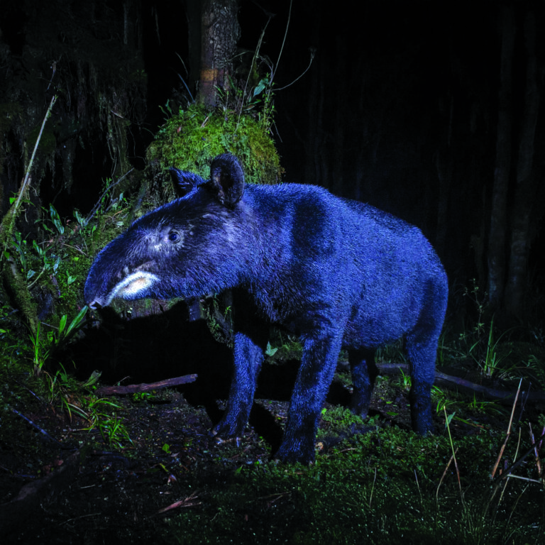 mountain tapir
