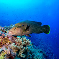 napoleon wrasse