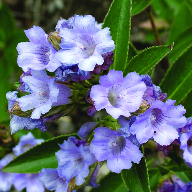 Neelakurinji purple flowers