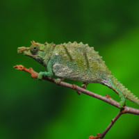 Nguru-Spiny-Pygmy-Chameleon