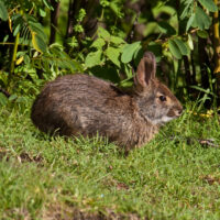 Omiltemi Cottontail