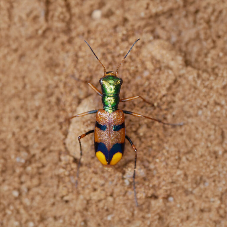 bolivian ornate tiger beetle