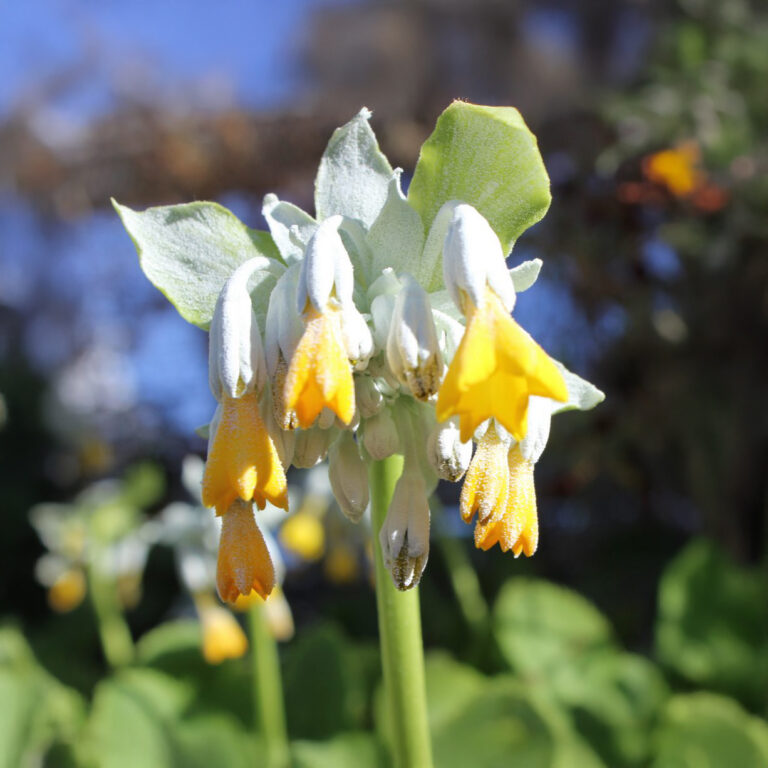 Primula-Di-Palinuro yellow flowers