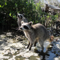 Pygmy Racoon in march