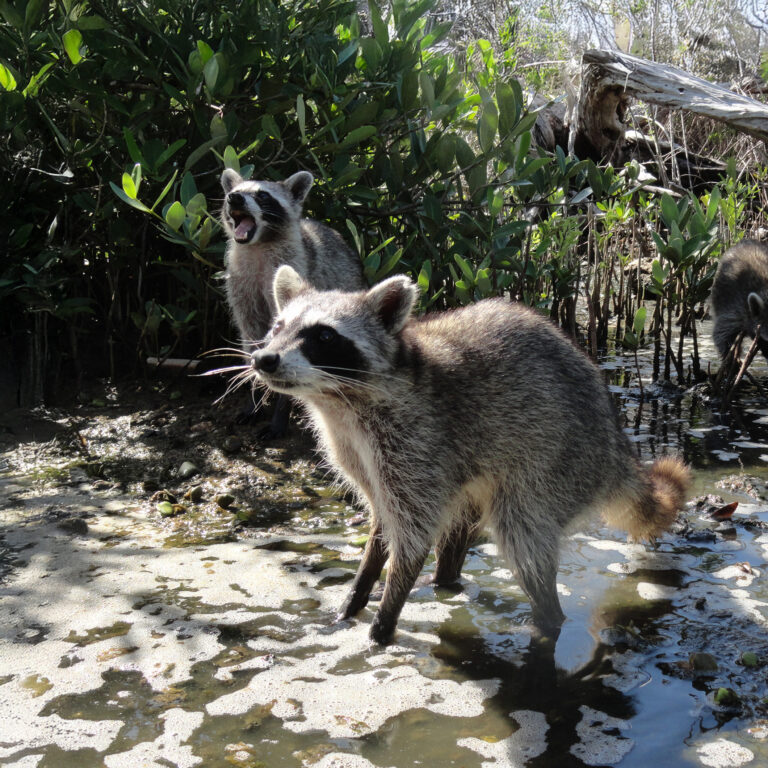 Pygmy Racoon in march