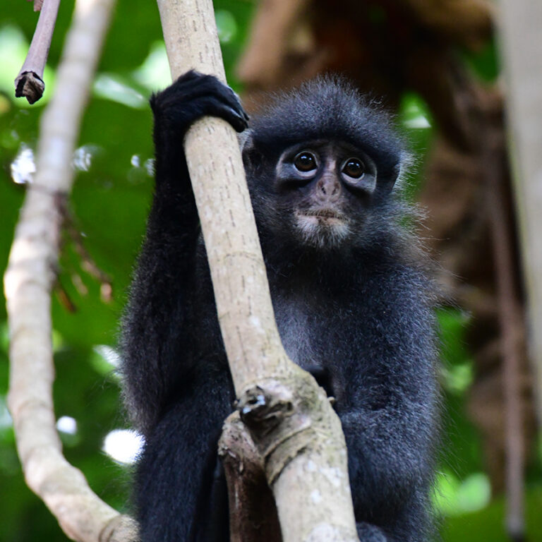 Raffles-Banded-Langur in tree