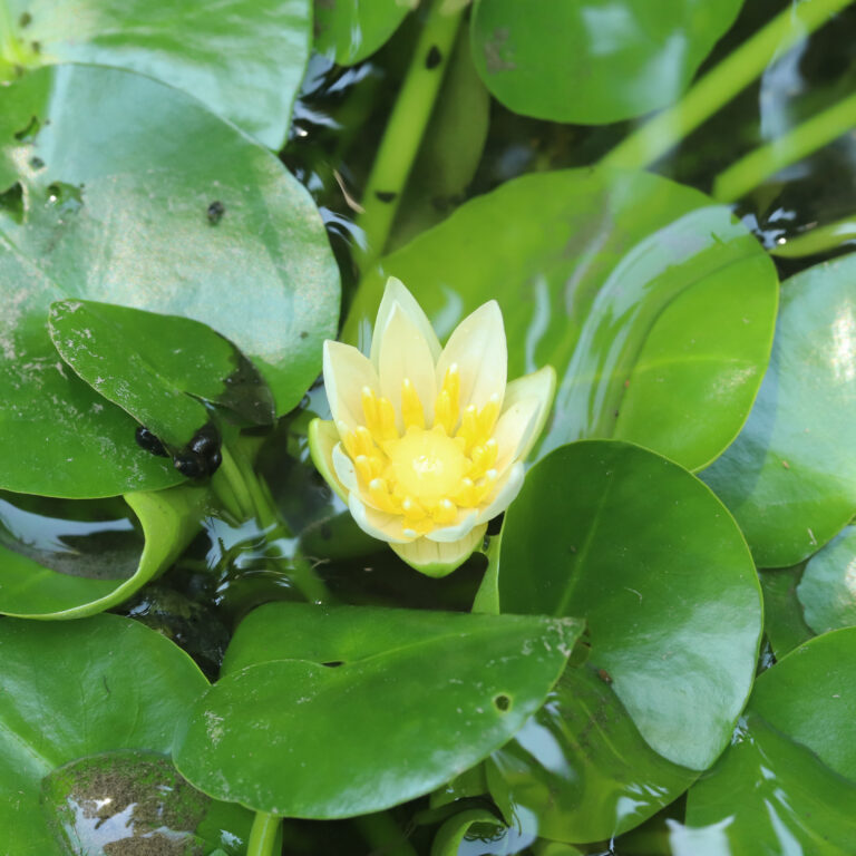 Rwanda-Pygmy-Waterlily