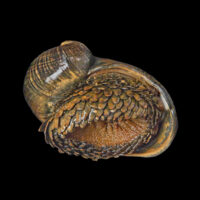 scaly foot snail