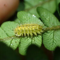 spiky yellow woodlouse