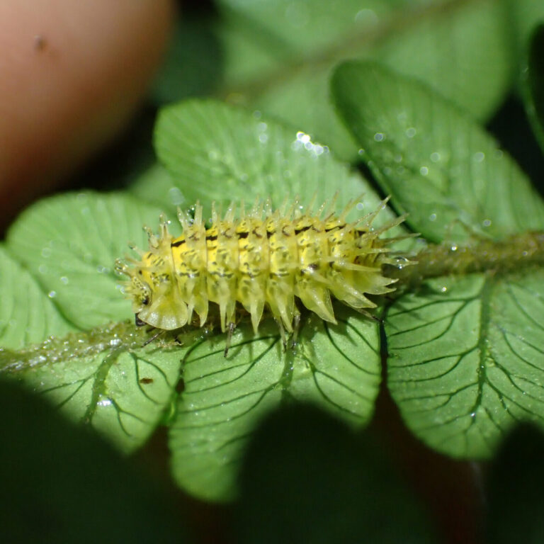 spiky yellow woodlouse