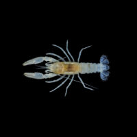 sweet home alabama crayfish