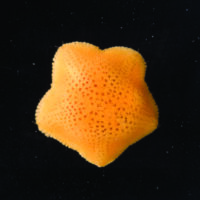 tasmanian live bearing seastar