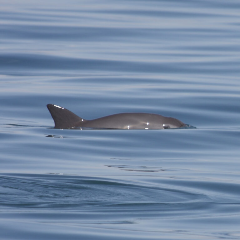 vaquita porpoise