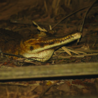 West-African-Slender-Snouted-Crocodile