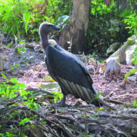 White-Rumped-Vulture