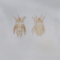 Yanburu kuina feather mite