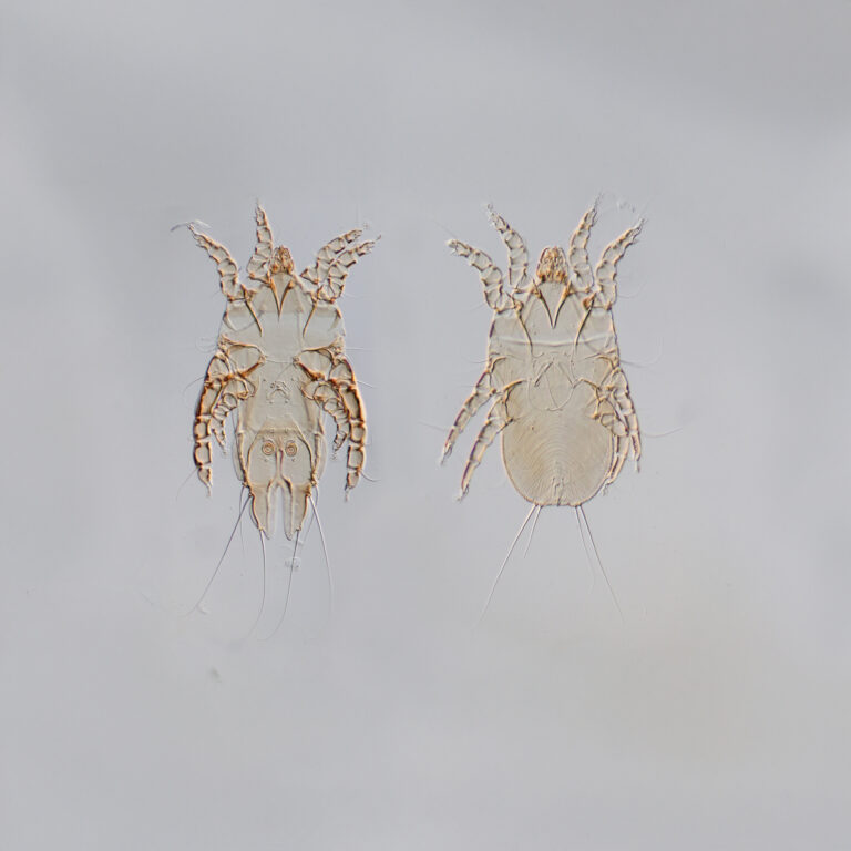 Yanburu kuina feather mite