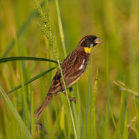 Yellow-Breasted-Bunting
