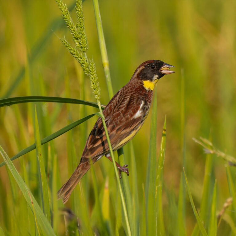 Yellow-Breasted-Bunting