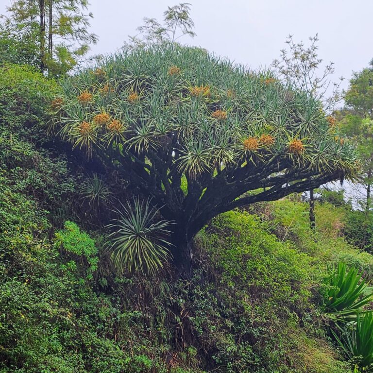 capoverdeana tree on island cliff