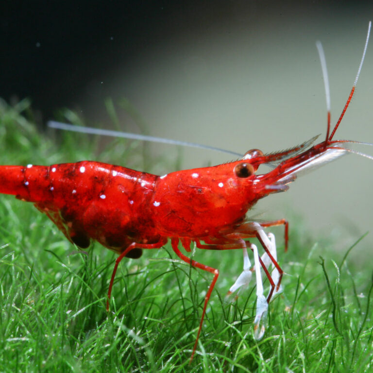sulawesi cardinal shrimp_©Chris Lukhaup